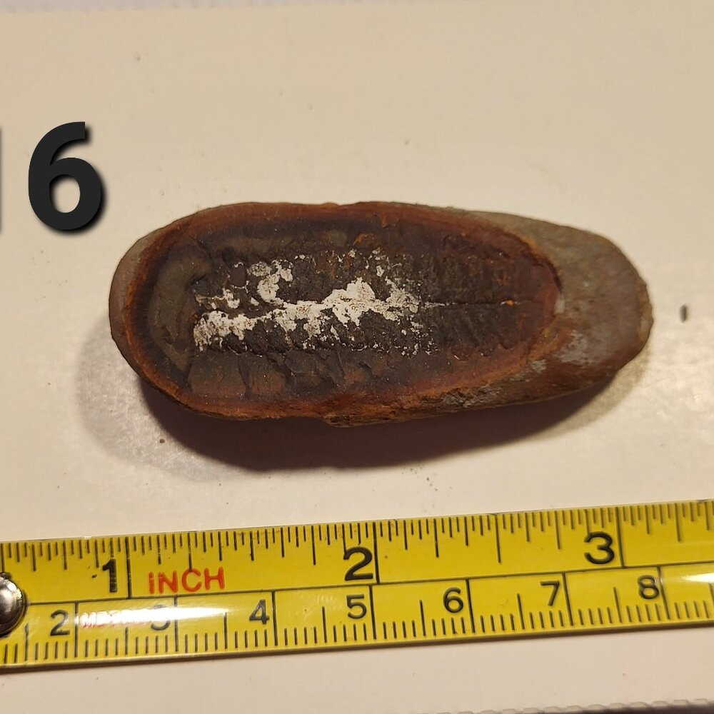 Old Indiana Fern Fossil